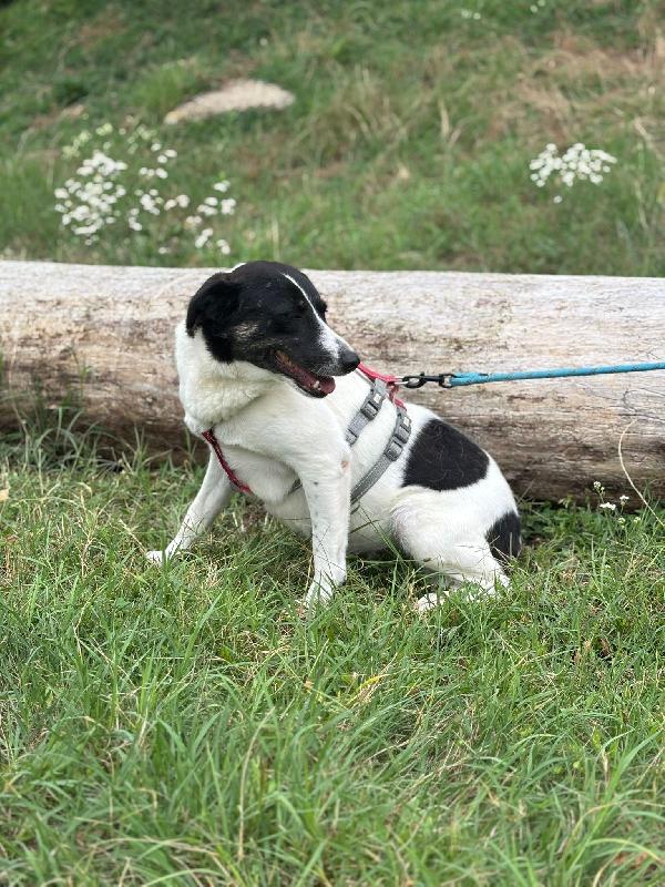 Cookie, una meticcia tenerissima Foto 4